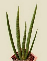 سانسوریا (نیزه آفریقایی)